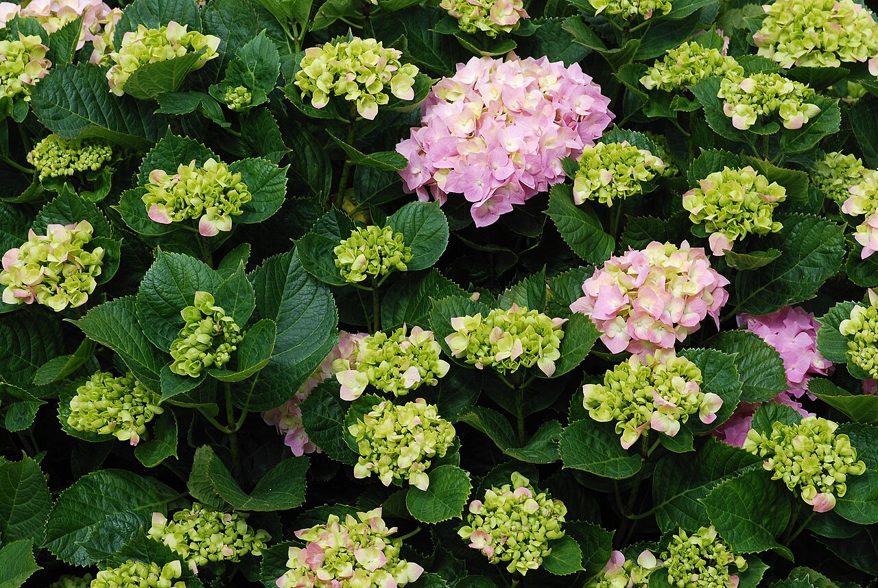 Hydrangea (Hydrangea macrophylla)