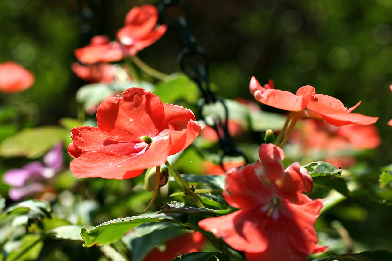 Impatiens (Impatiens walleriana & SunPatiens)