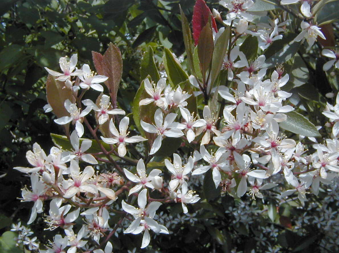 Indian Hawthorn (Rhaphiolepis indica)