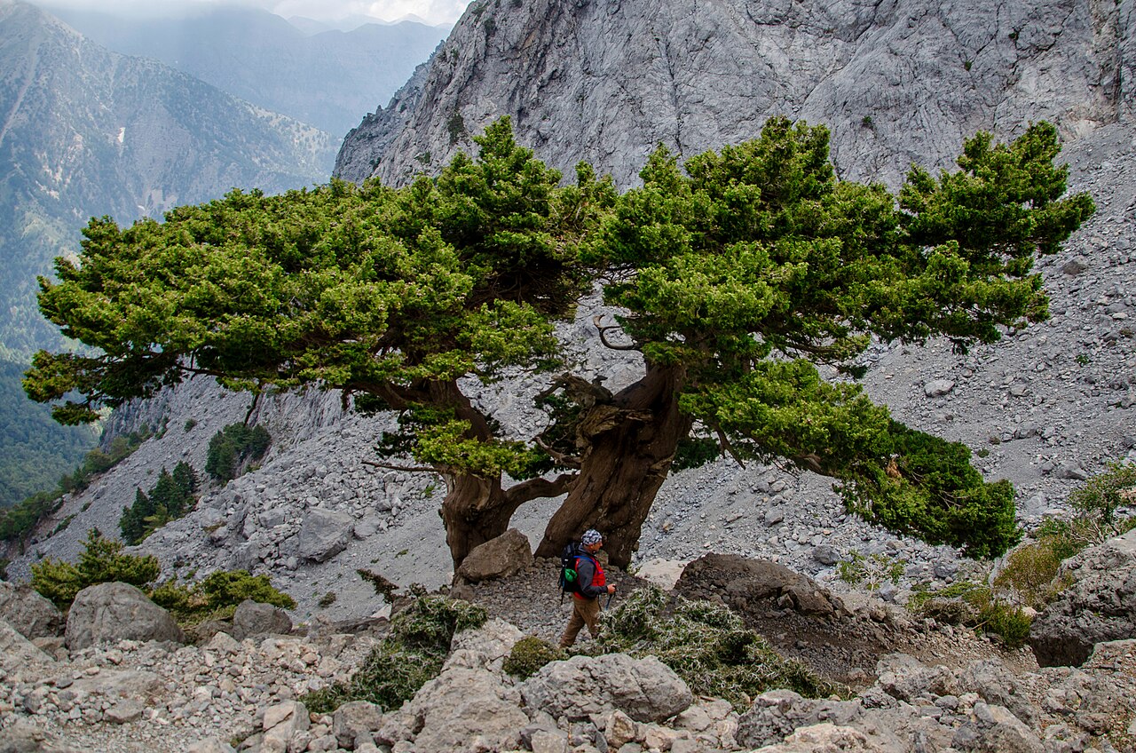 Italian Cypress (Cupressus sempervirens)