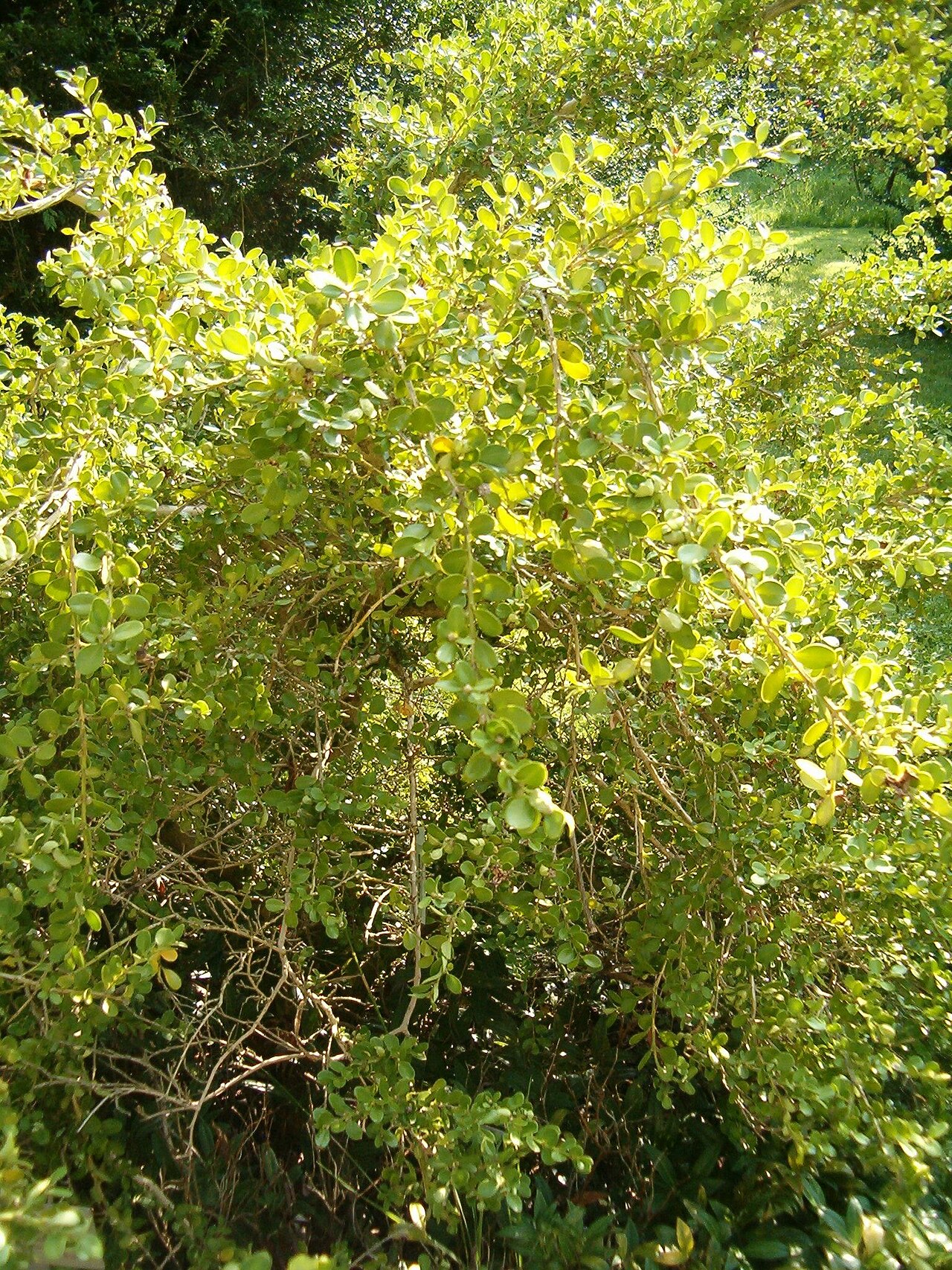 Japanese Boxwood (Buxus microphylla var. japonica)