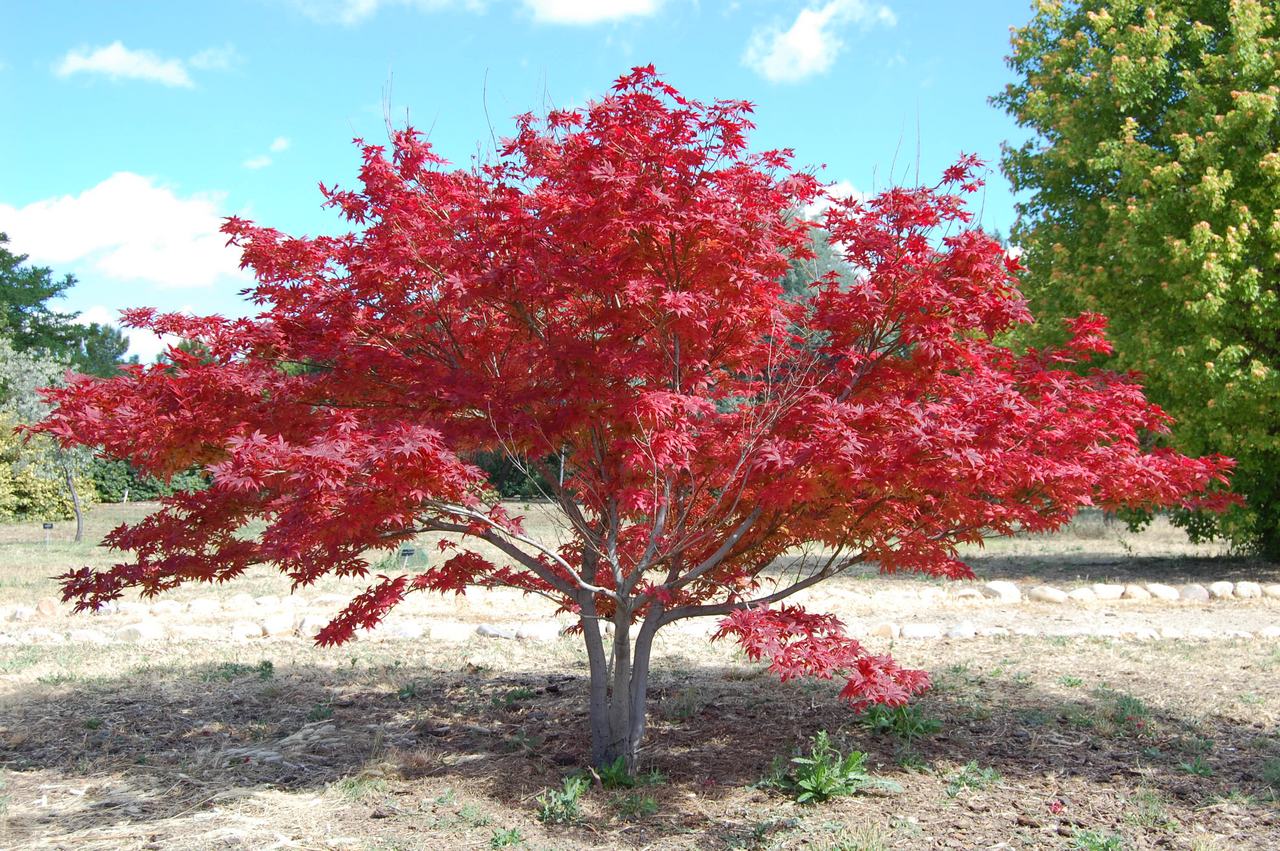 Japanese Maple (Acer palmatum)