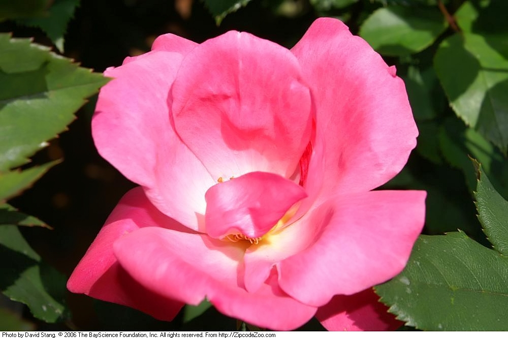 Knock Out Rose (Rosa 'Radrazz')