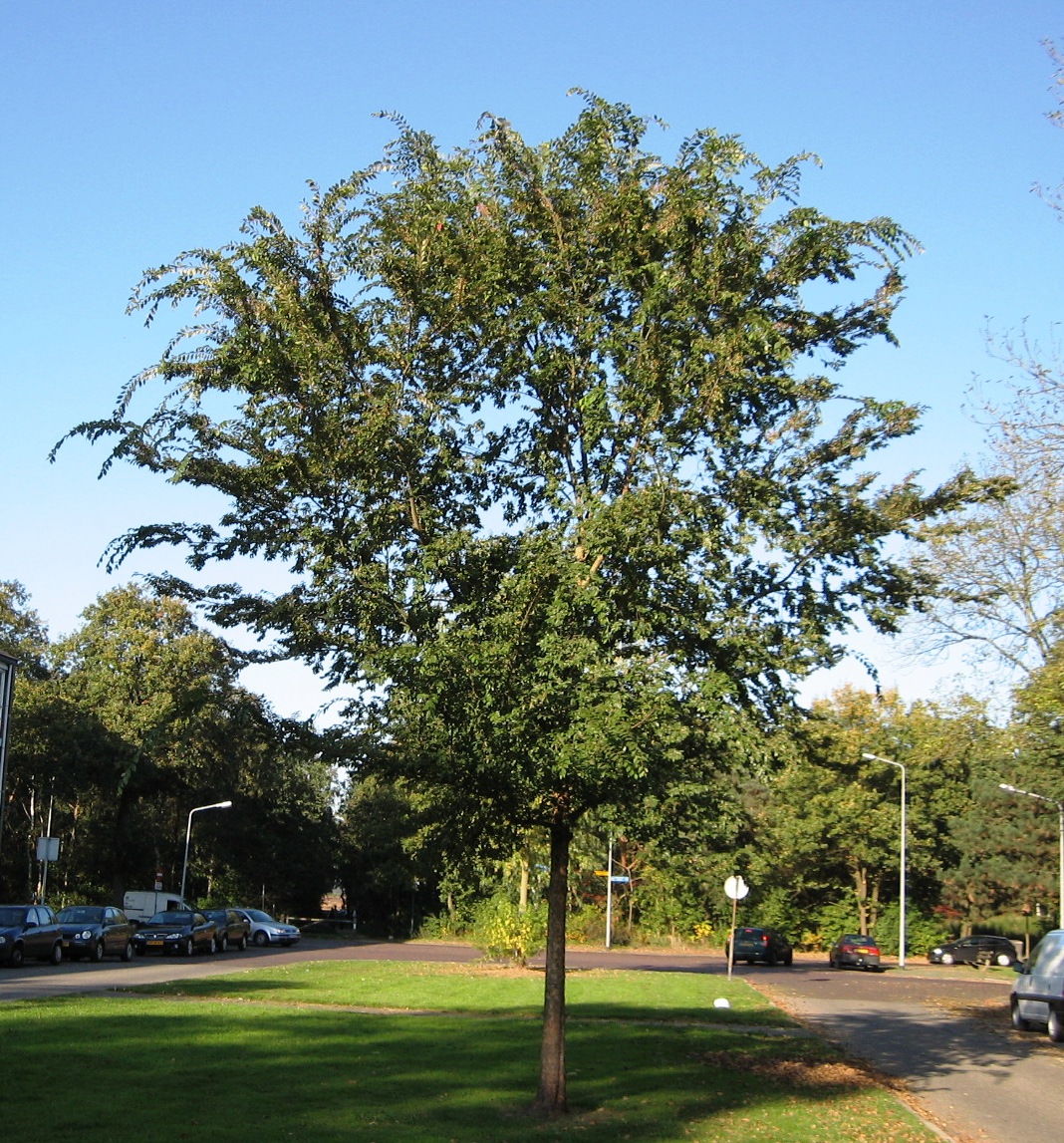 Lacebark Elm (Ulmus parvifolia)