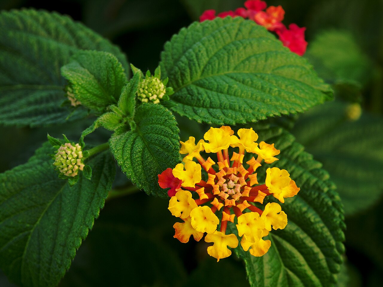 Lantana (Lantana camara & montevidensis)