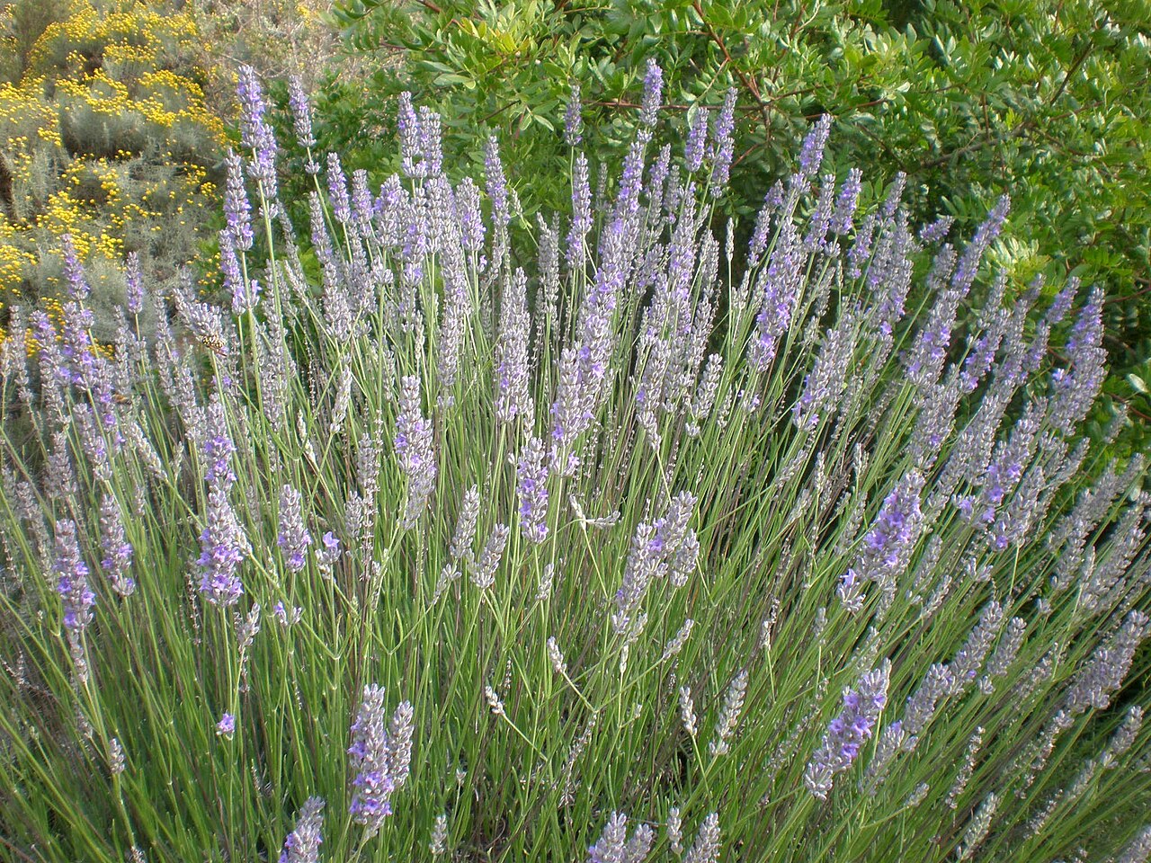 Lavender (Lavandula × intermedia)