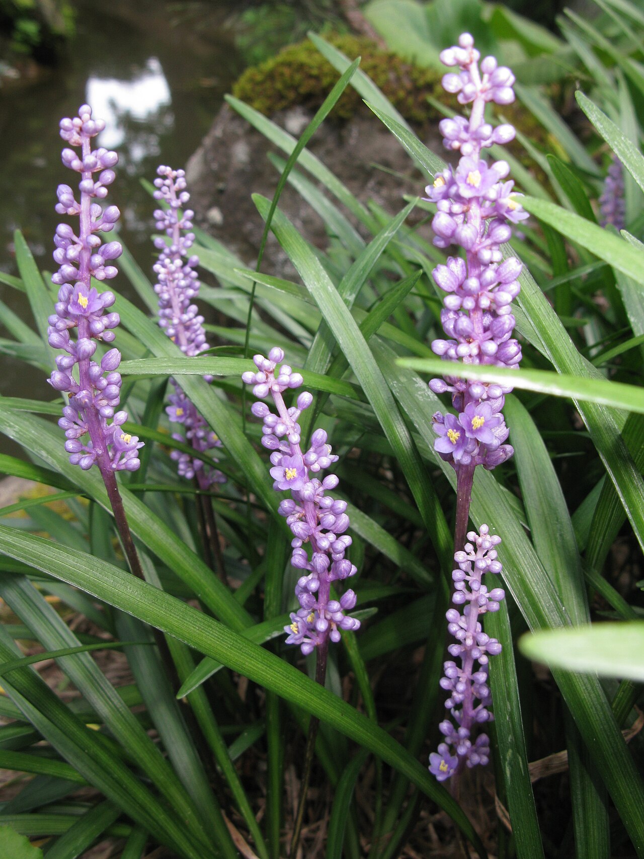 Liriope (Monkey Grass) (Liriope muscari)
