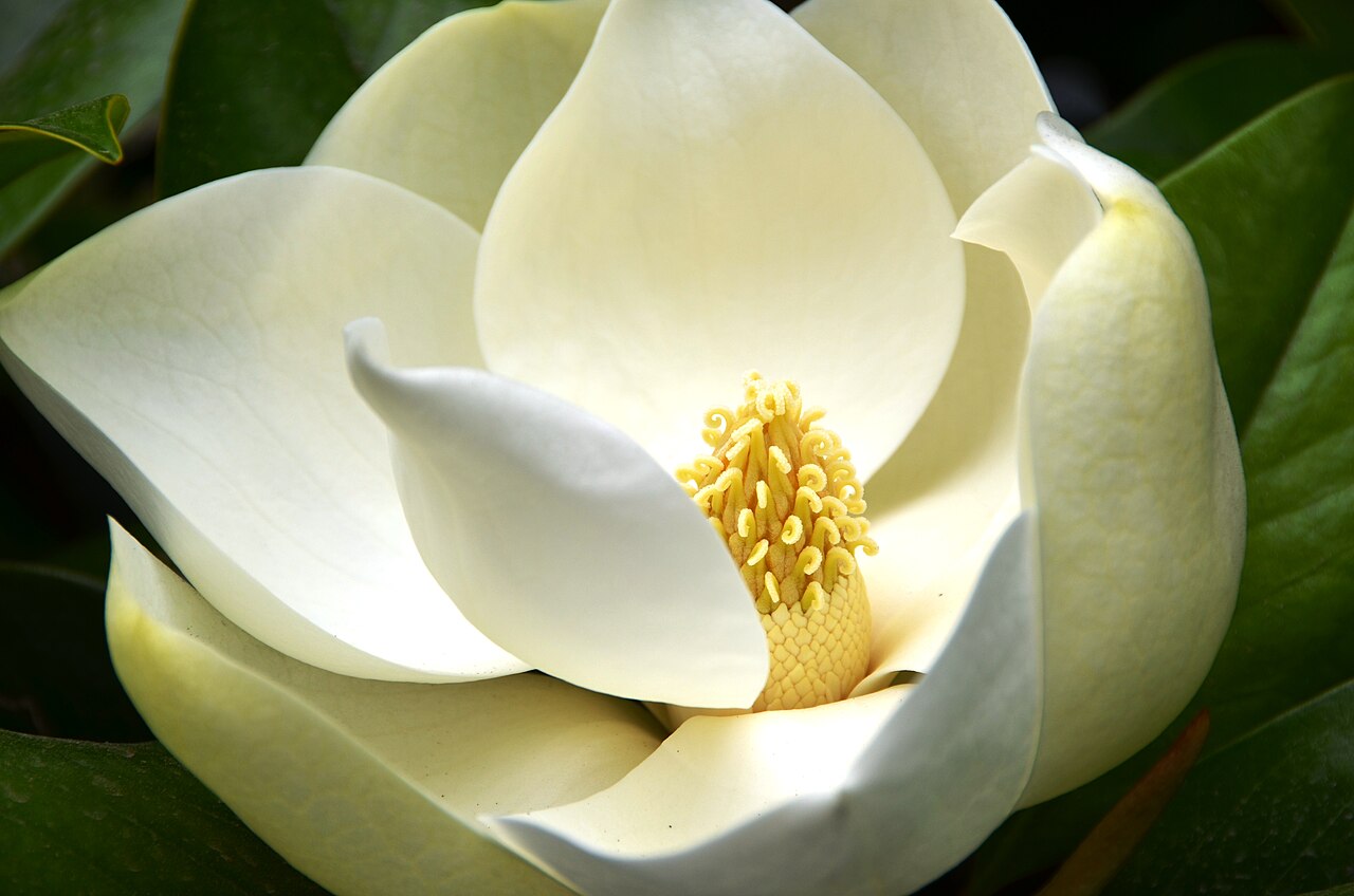 Little Gem Magnolia (Magnolia grandiflora 'Little Gem')