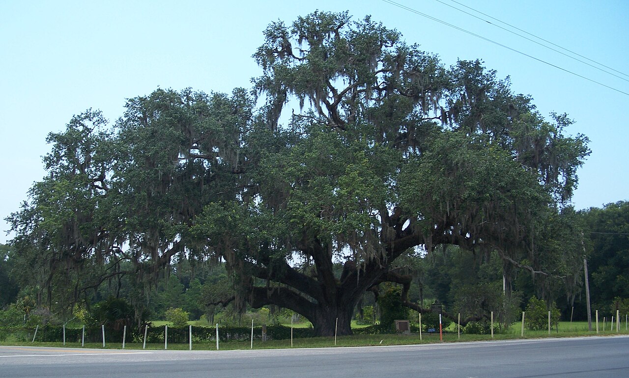 Live Oak (Quercus virginiana)