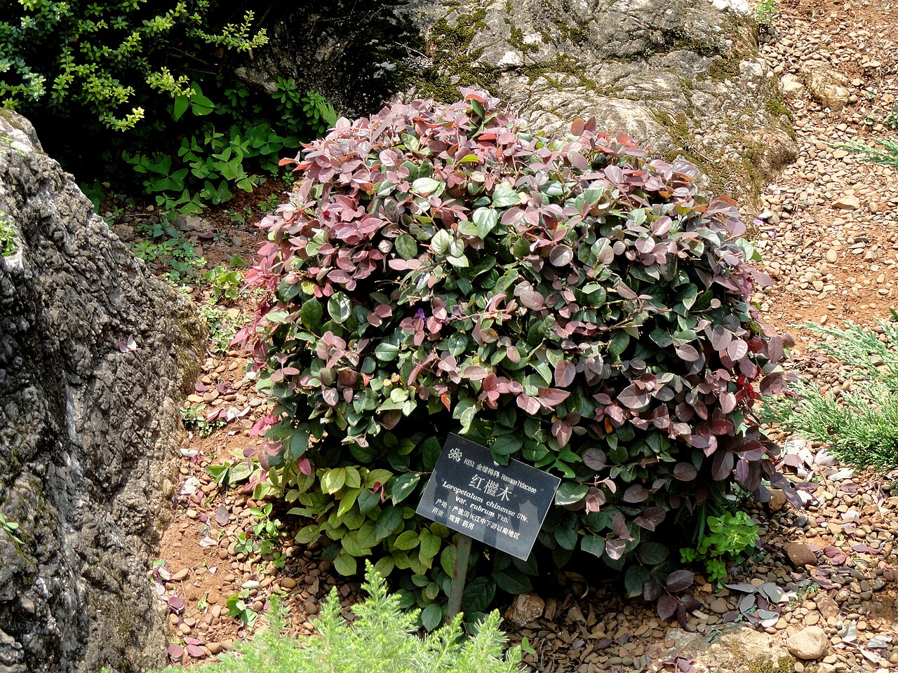 Loropetalum (Loropetalum chinense)