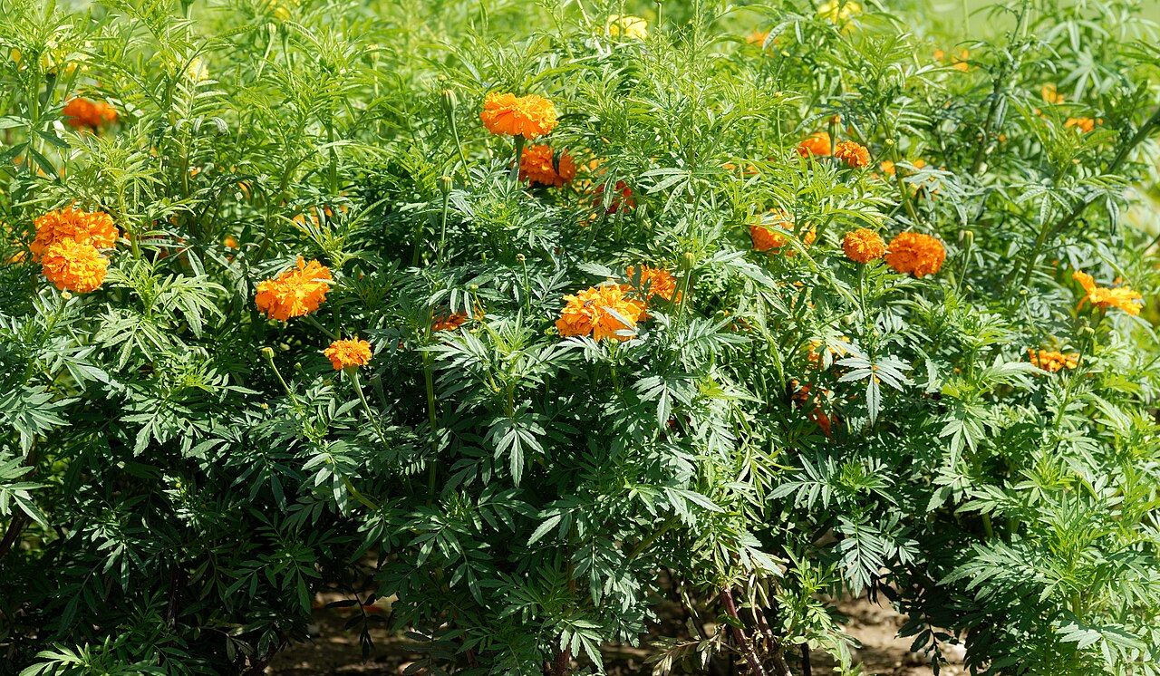 Marigolds (Tagetes erecta & patula)