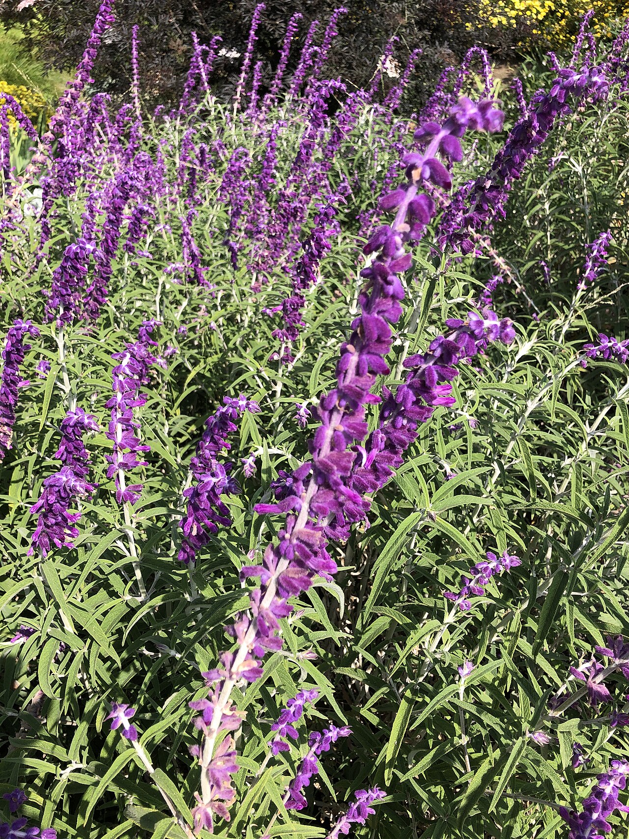 Mexican Bush Sage (Salvia leucantha)