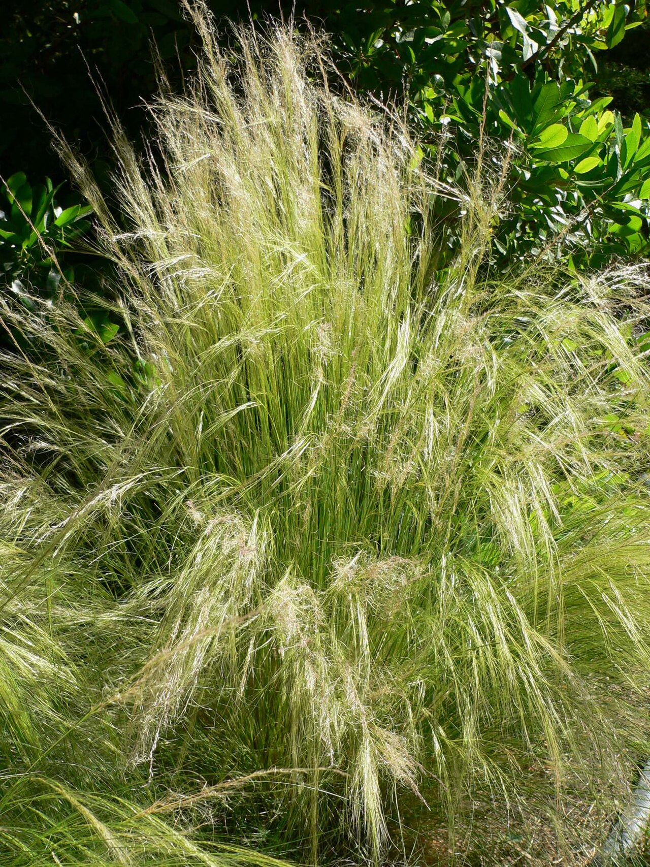 Mexican Feather Grass (Nassella tenuissima)