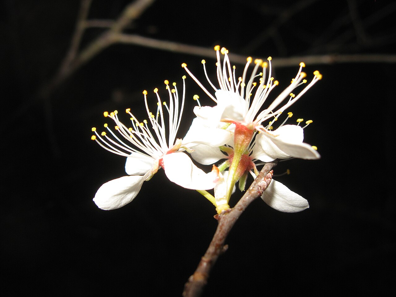 Mexican Plum (Prunus mexicana)