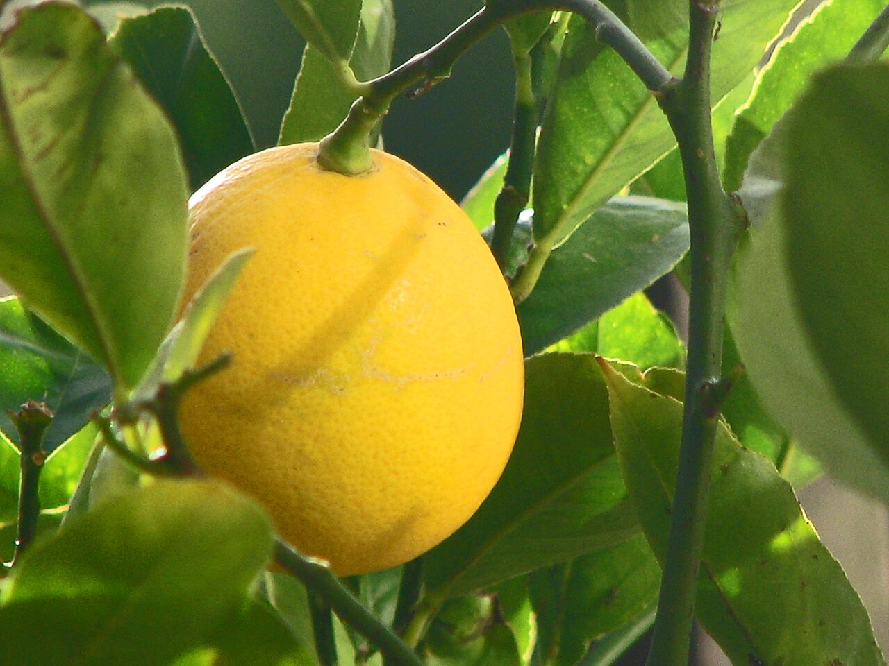 Meyer Lemon (patio) (Citrus × meyeri)