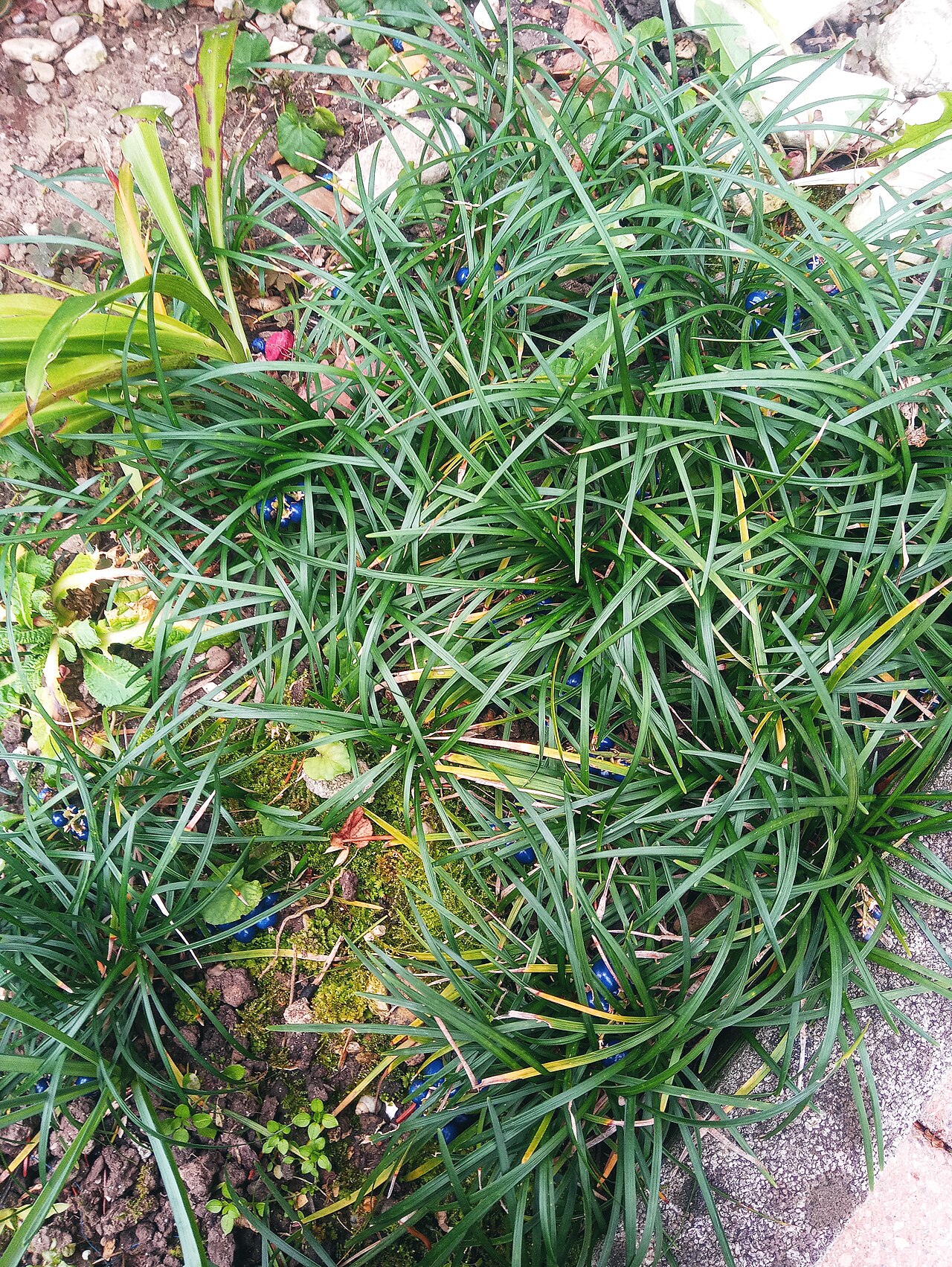 Mondo Grass (Ophiopogon japonicus)