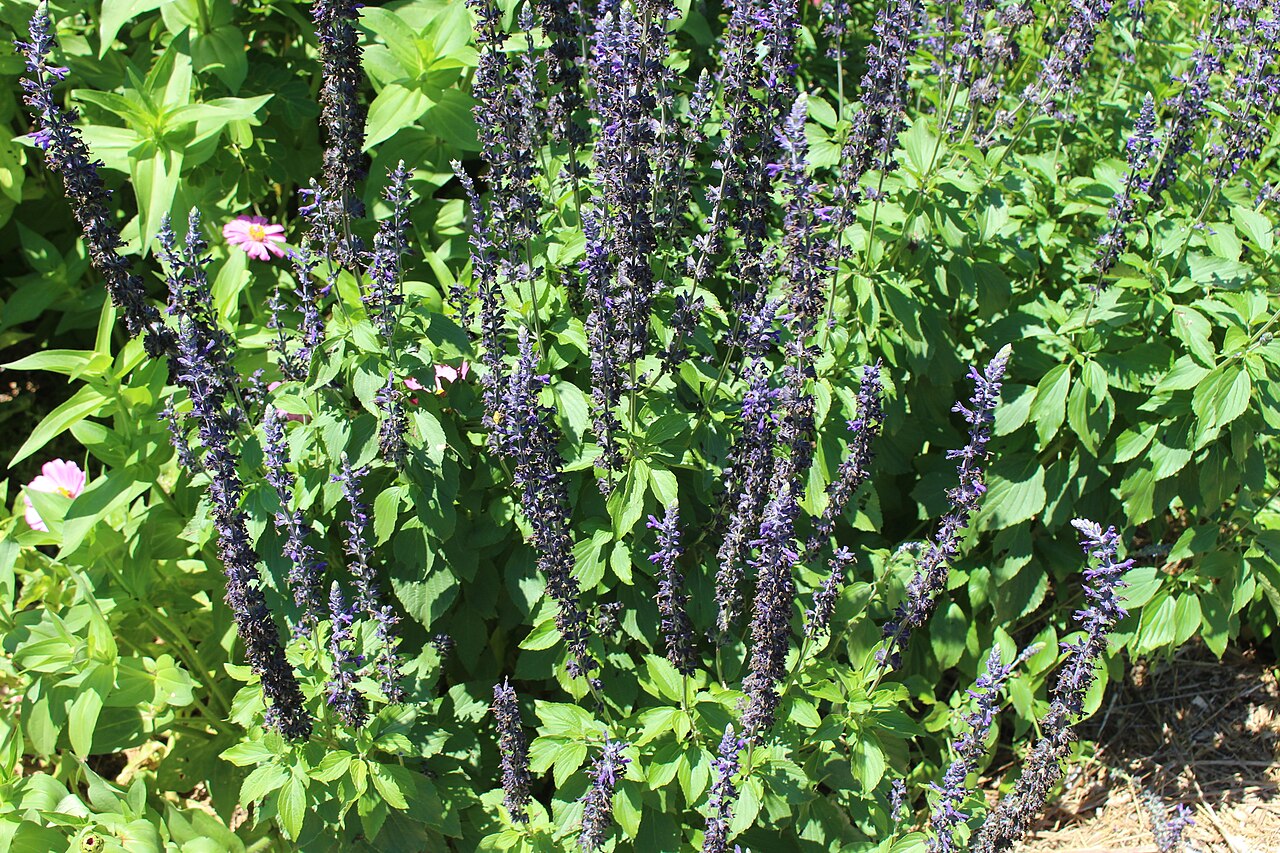 Mystic Spires Salvia (Salvia 'Mystic Spires Blue')