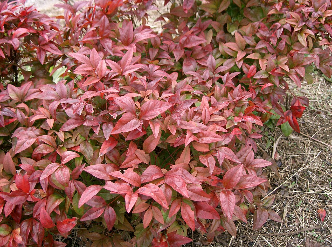 Nandina (Nandina domestica)