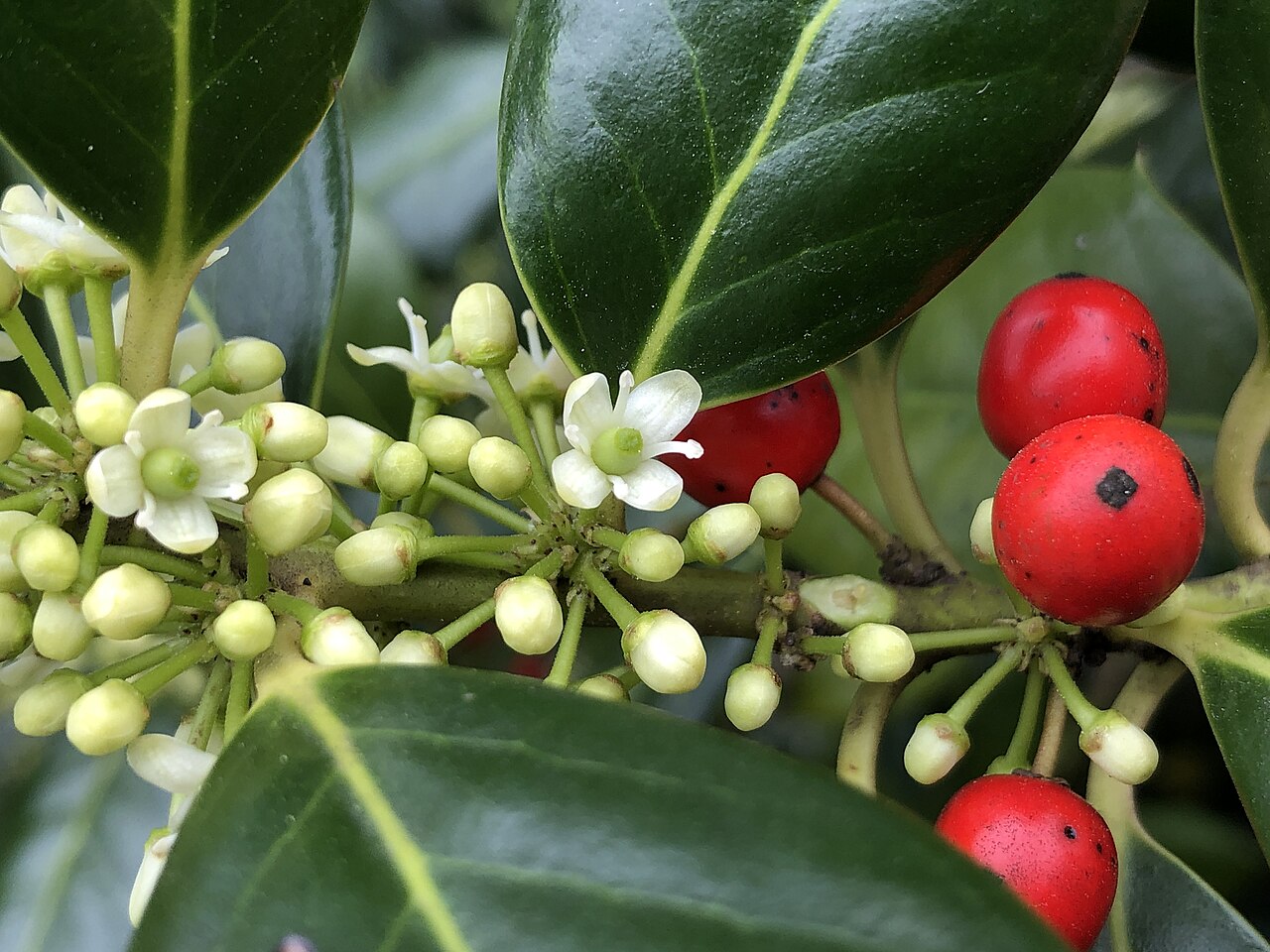 Nellie R. Stevens Holly (Ilex × 'Nellie R. Stevens')