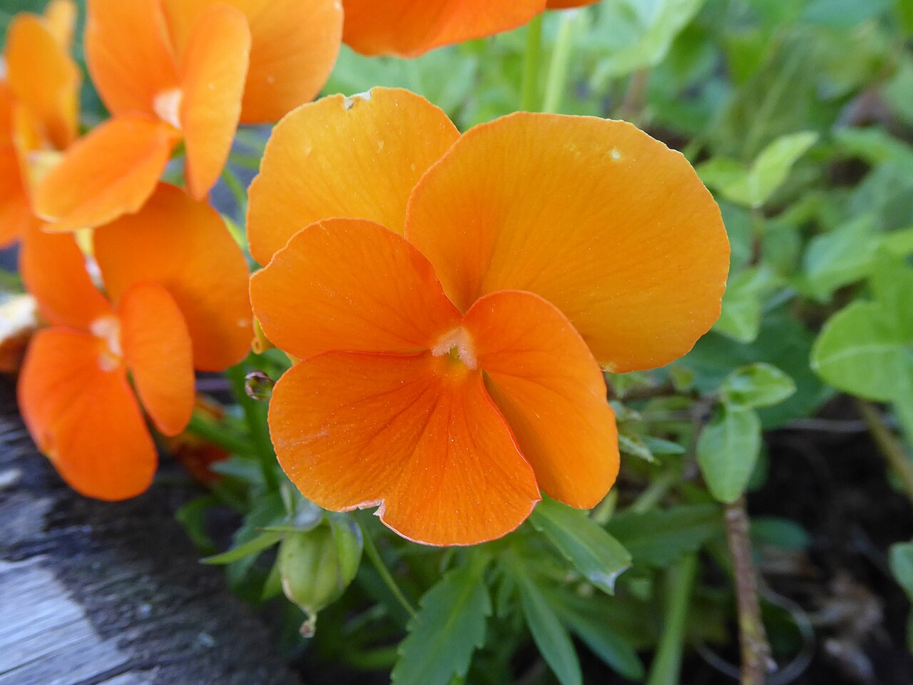 Pansies (Viola × wittrockiana)