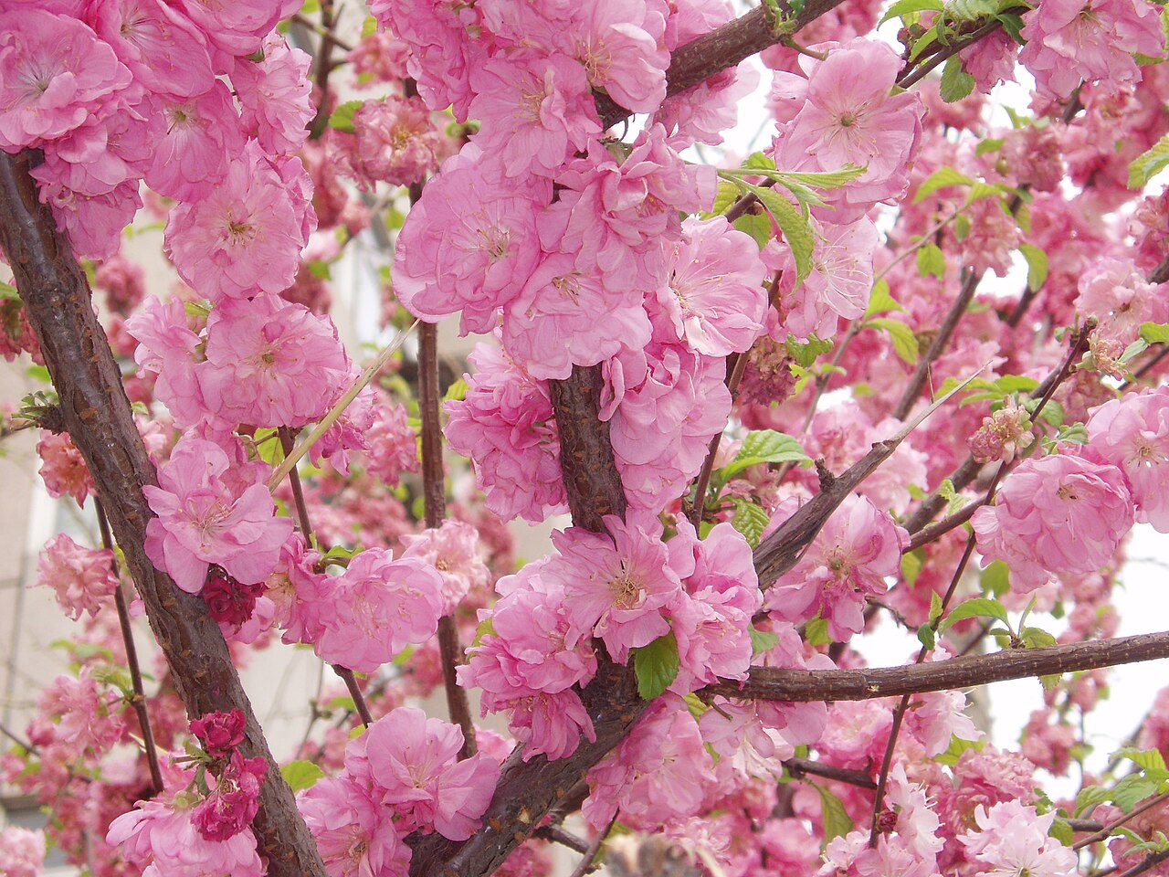 Peach (Prunus persica)