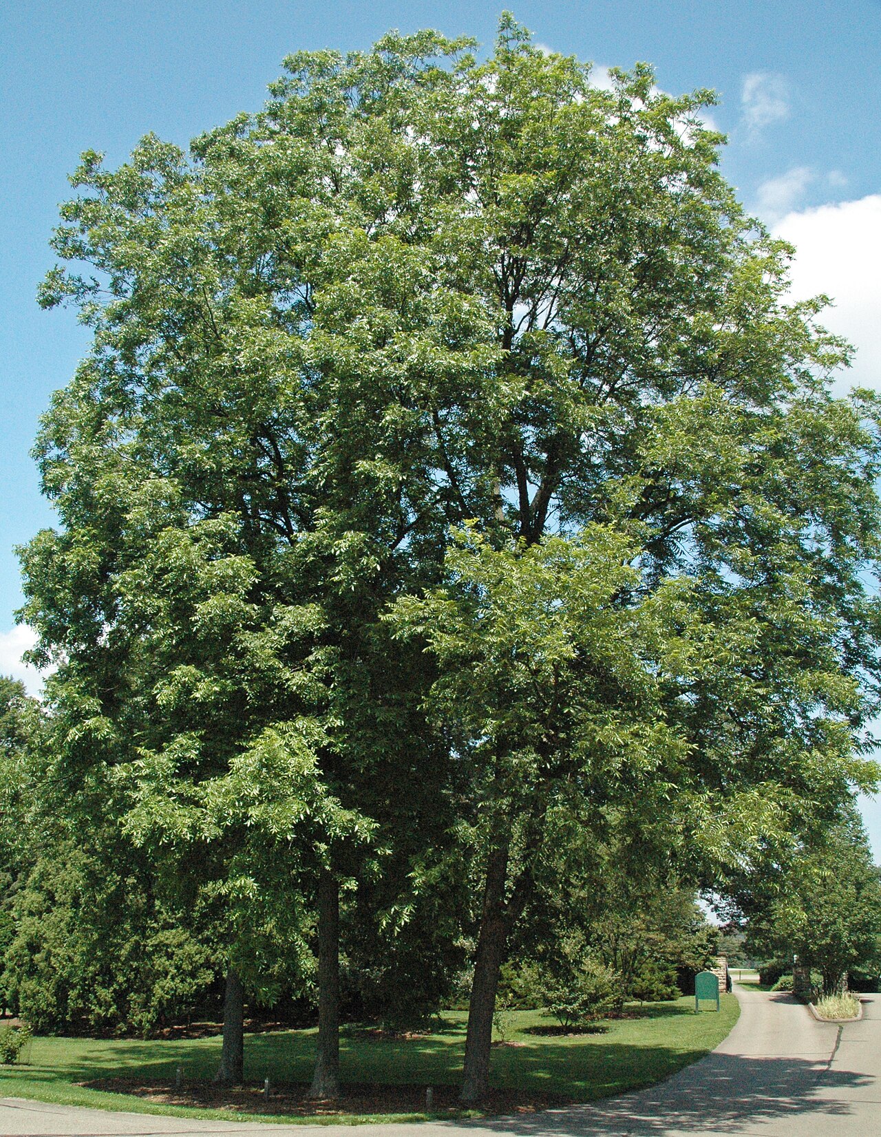 Pecan (Carya illinoinensis)