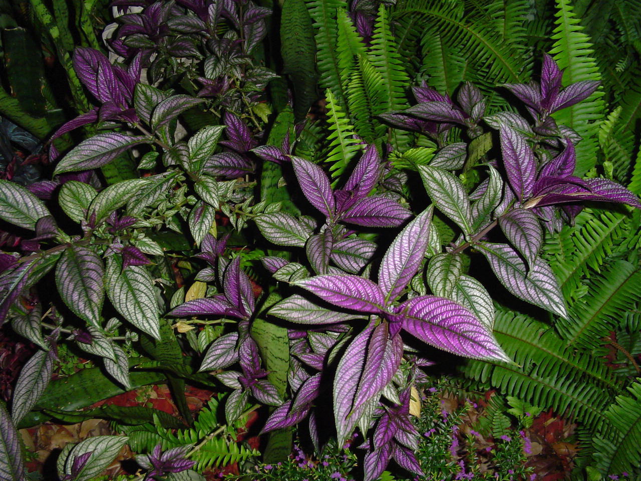 Persian Shield (Strobilanthes dyerianus)