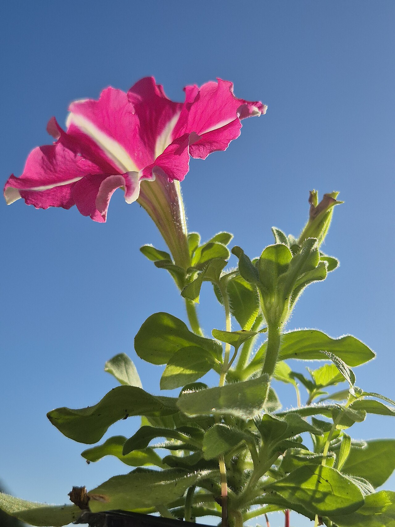Petunias (Petunia hybrids)