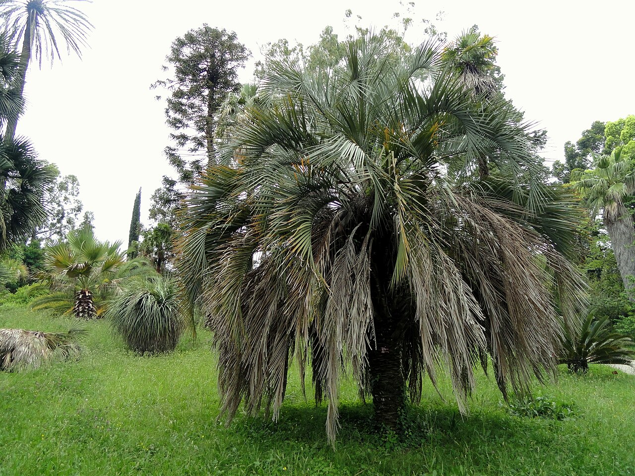 Pindo Palm (Butia capitata)