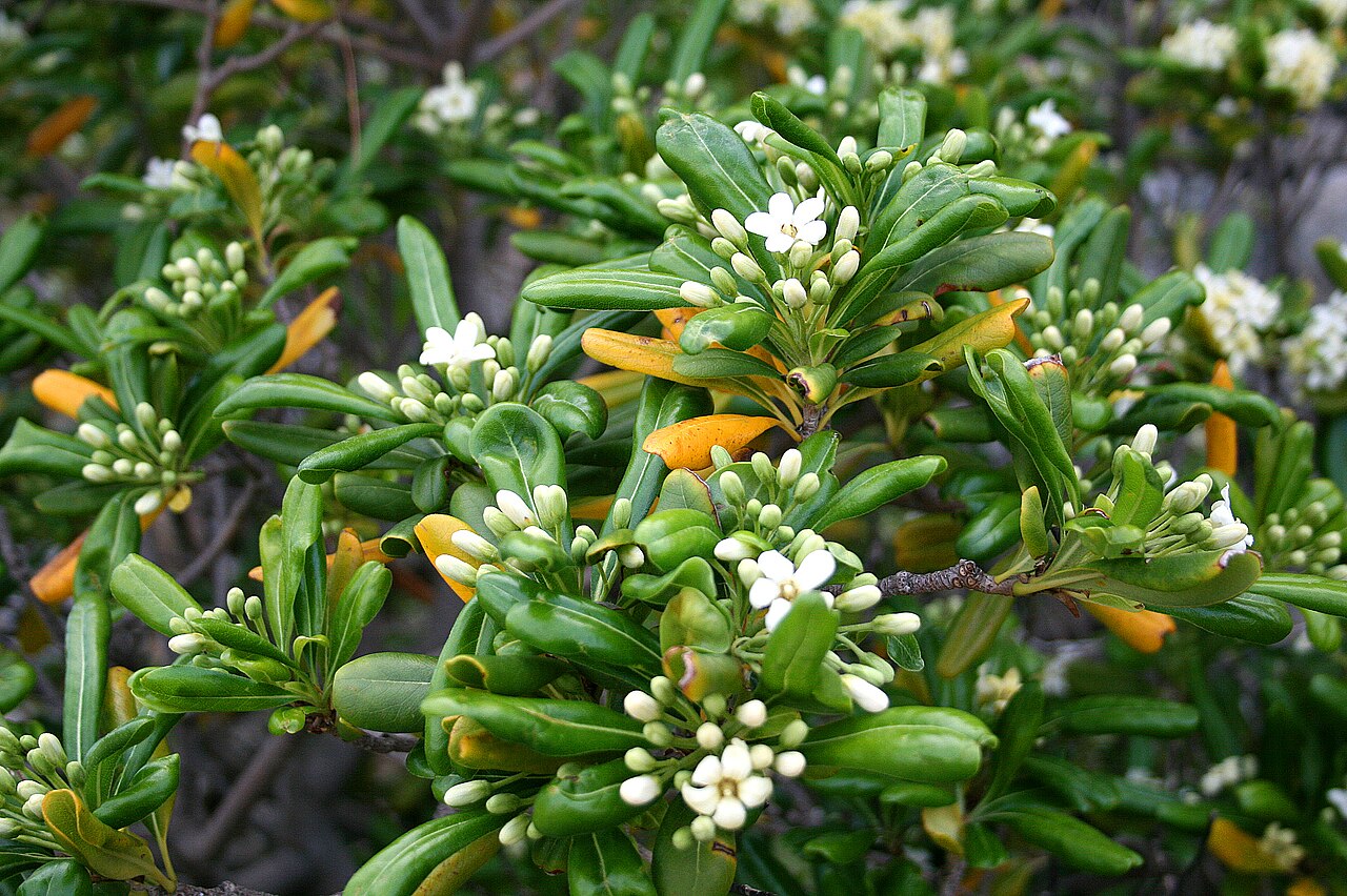 Pittosporum (Pittosporum tobira)