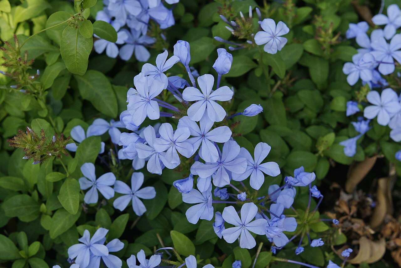 Plumbago (Plumbago auriculata)