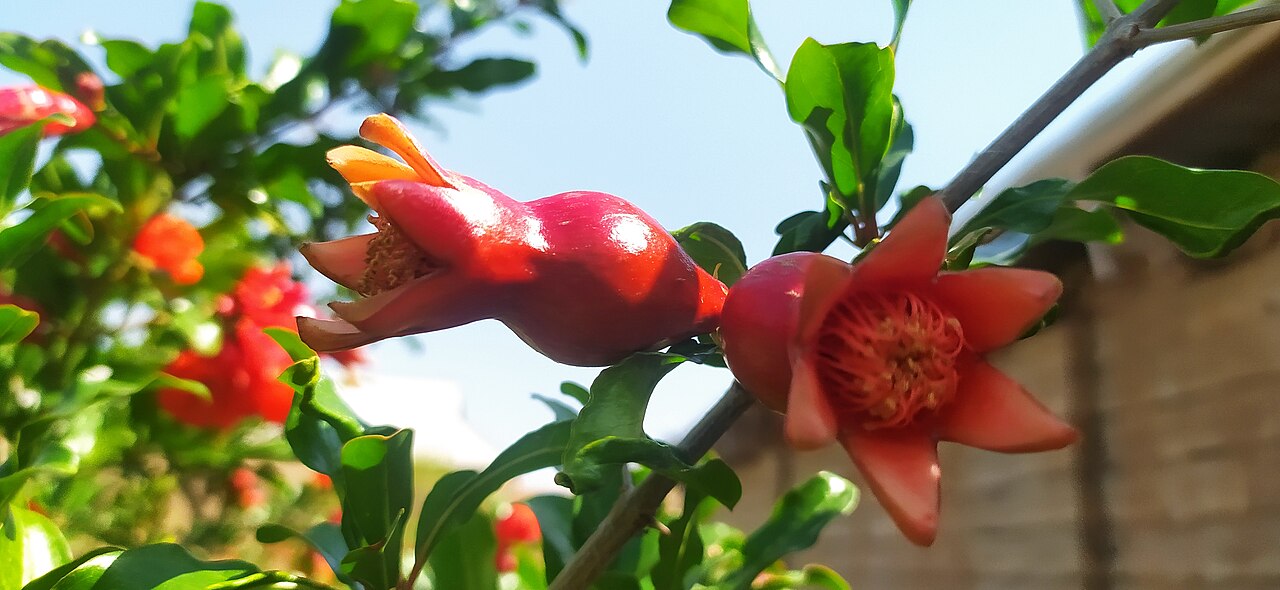 Pomegranate (Punica granatum)