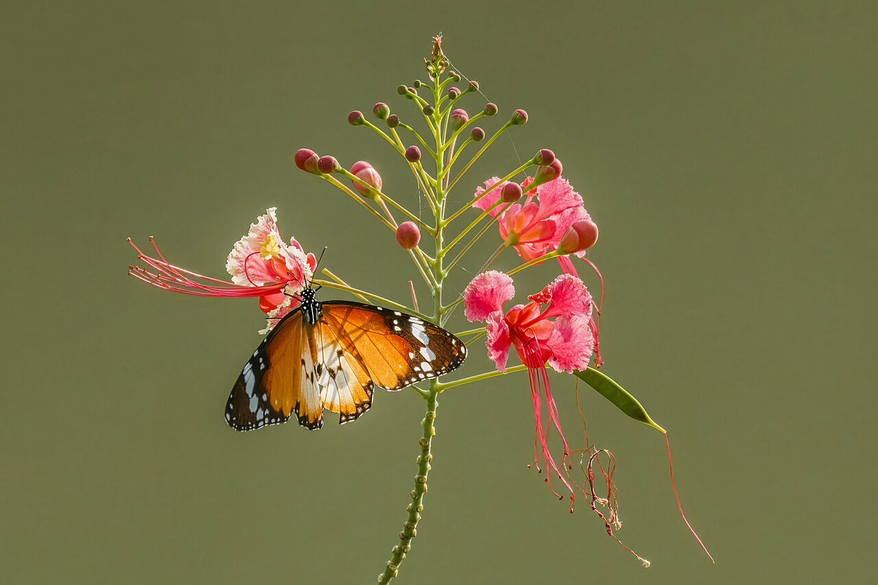 Pride of Barbados (Caesalpinia pulcherrima)