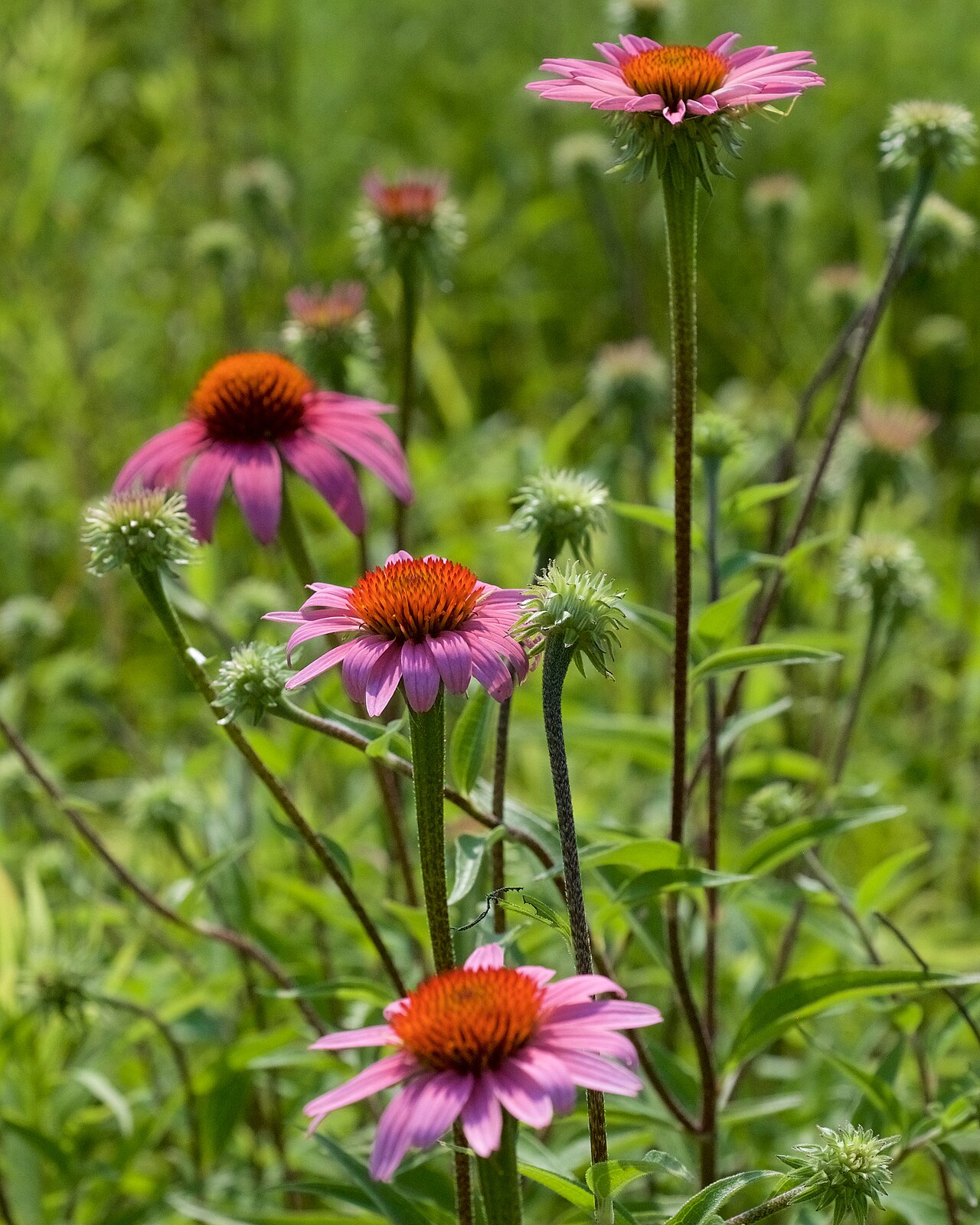 Purple Coneflower (Echinacea purpurea)