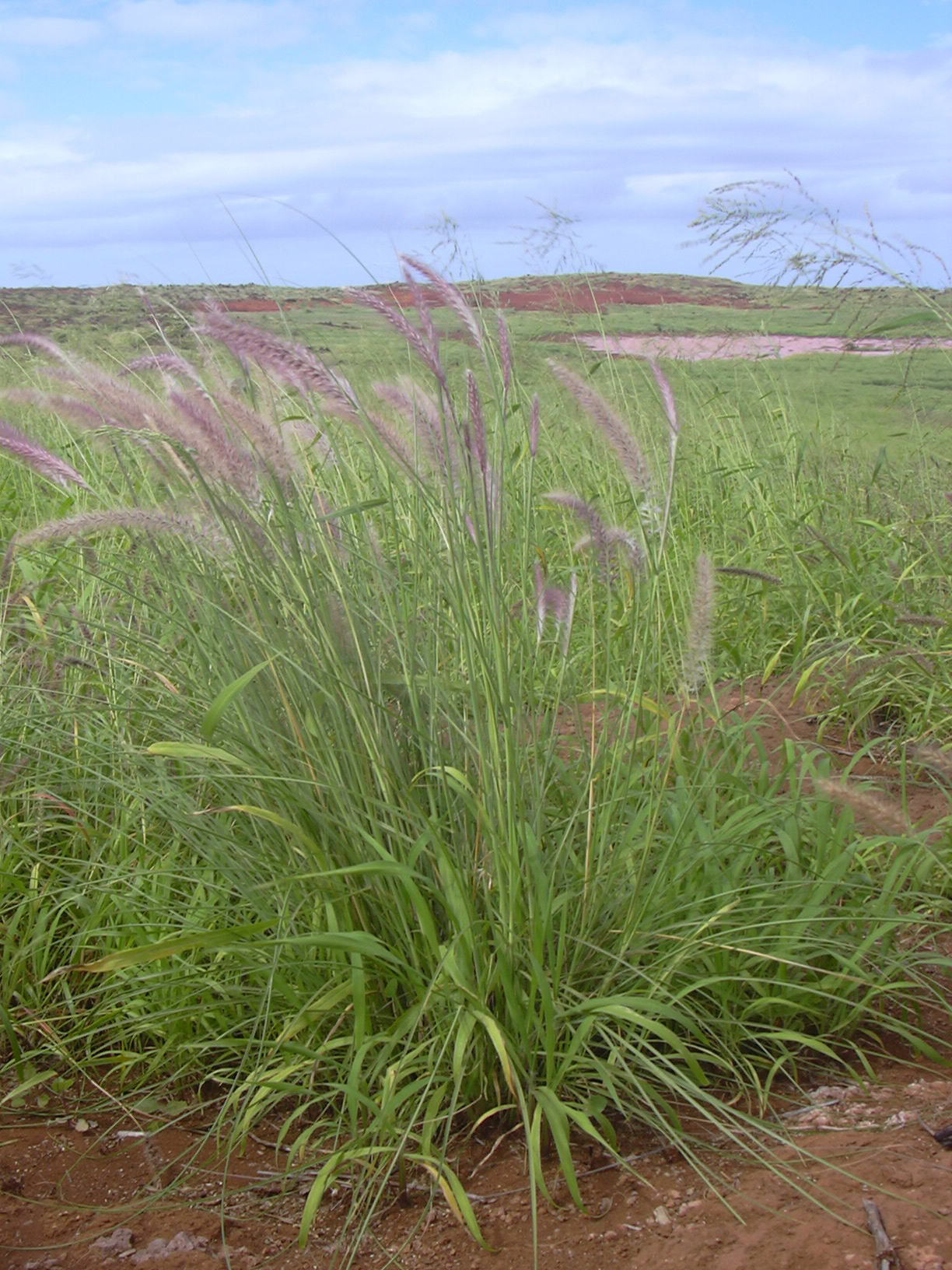 Purple Fountain Grass (Pennisetum setaceum 'Rubrum')