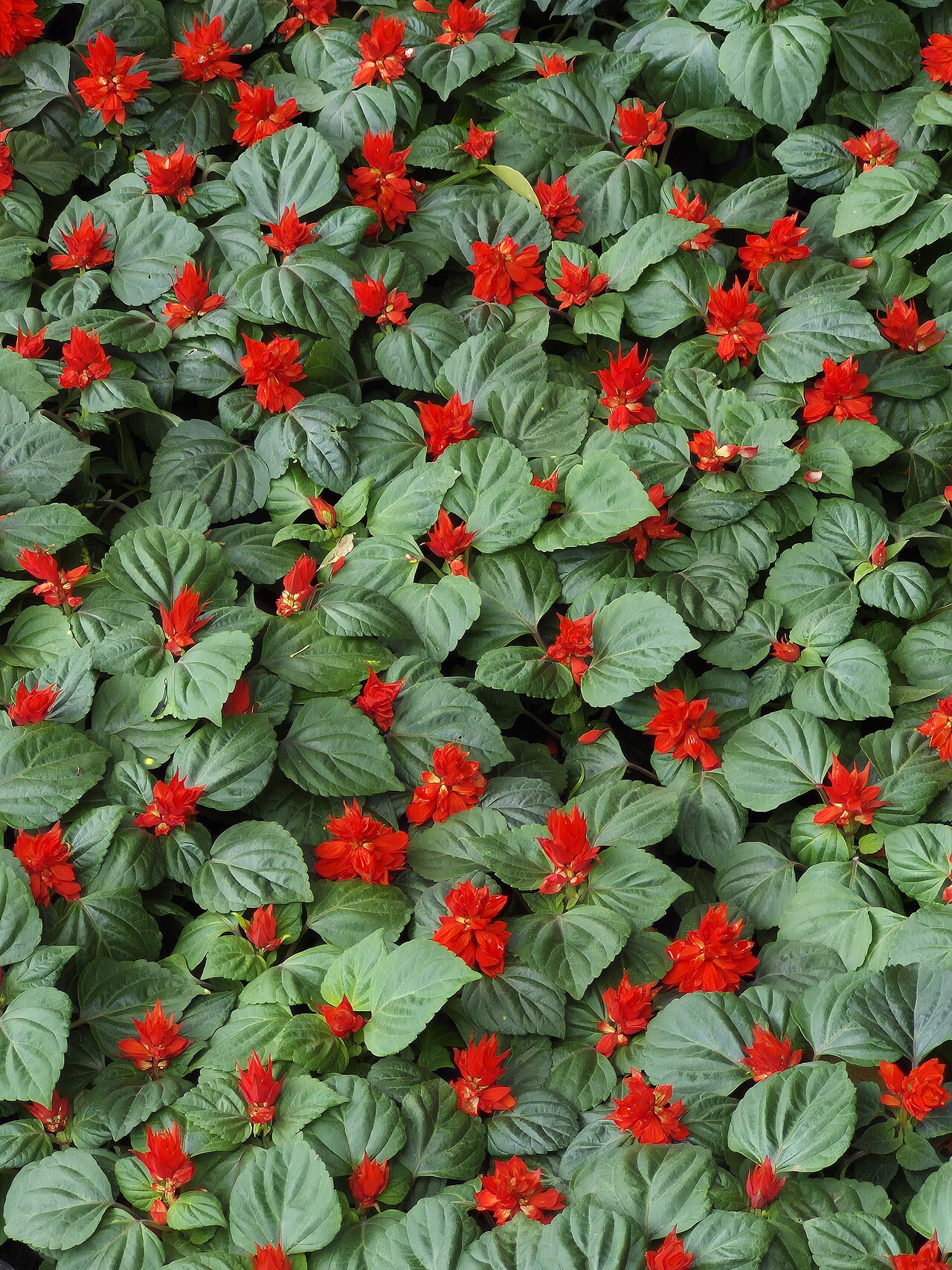 Red Salvia (Salvia splendens)