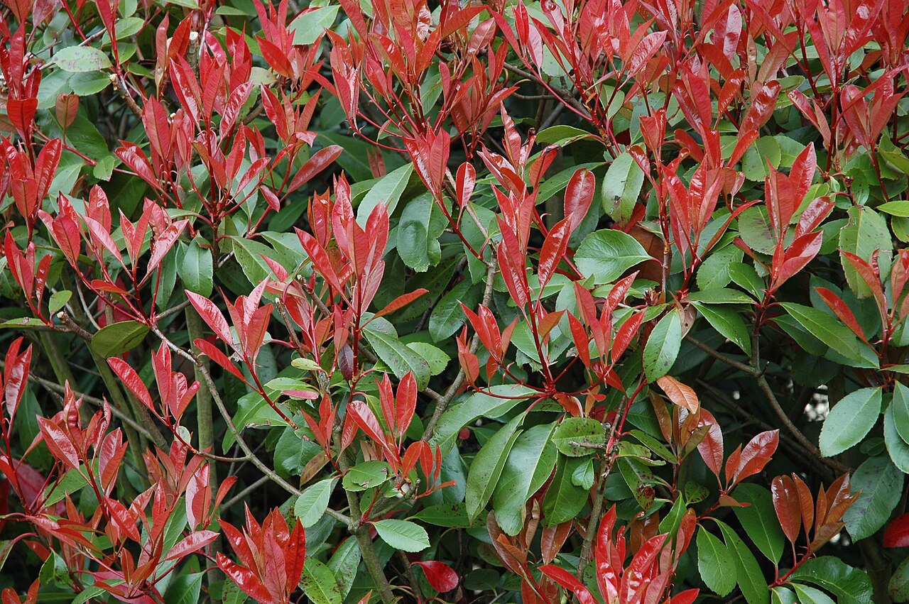Red Tip Photinia (Photinia × fraseri)