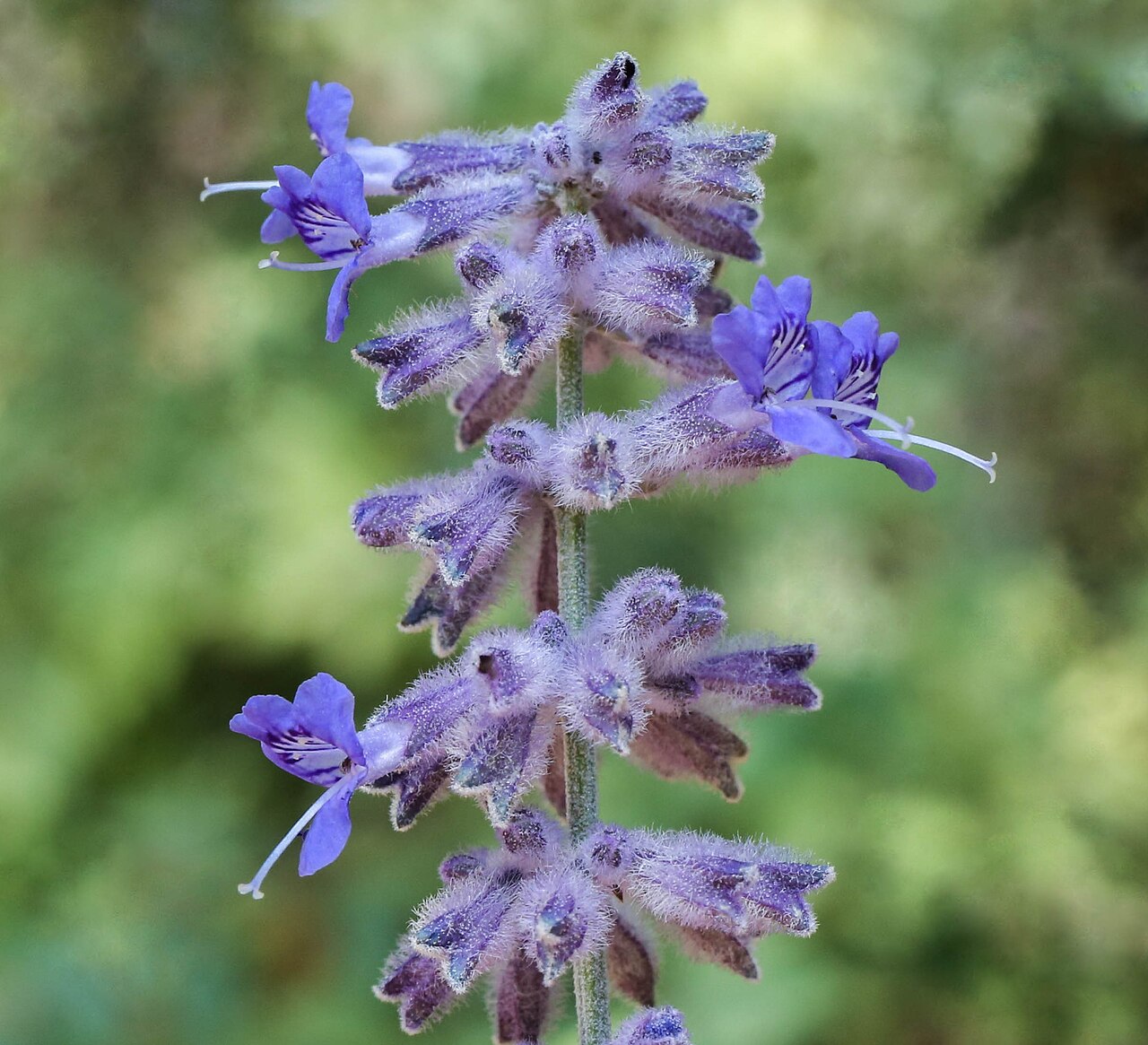 Russian Sage (Salvia yangii (Perovskia))