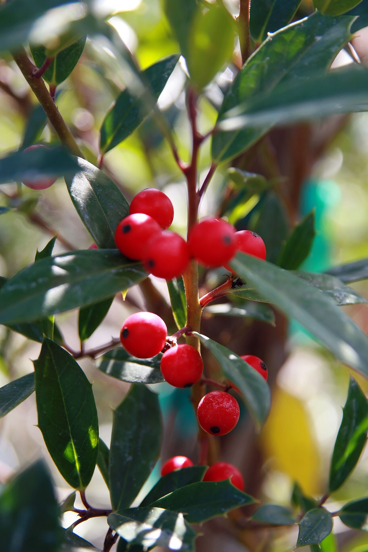 Savannah Holly (Ilex × attenuata 'Savannah')