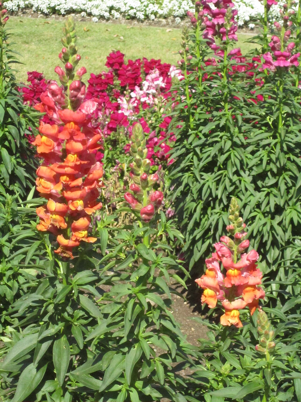 Snapdragons (Antirrhinum majus)