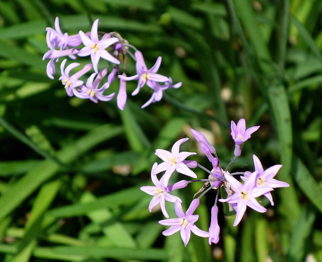 Society Garlic (Tulbaghia violacea)