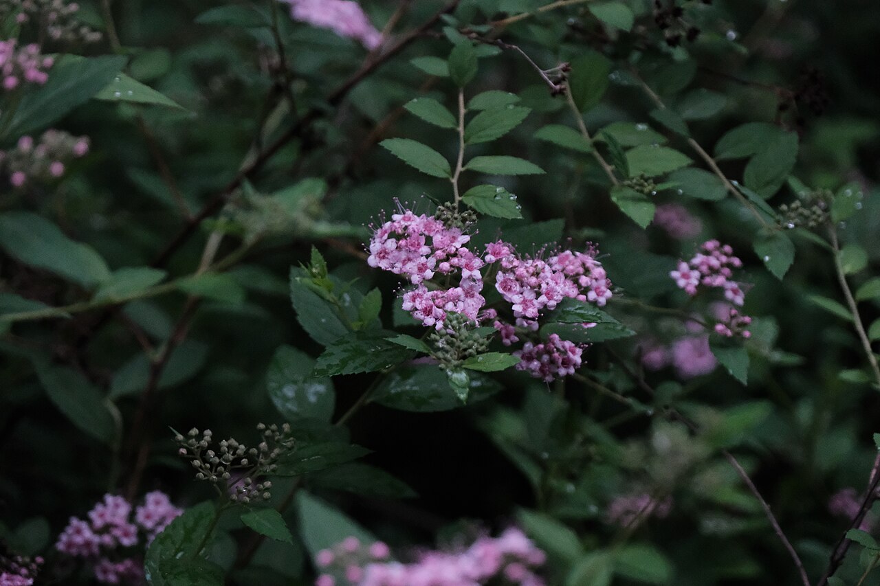 Spirea (Spiraea japonica)