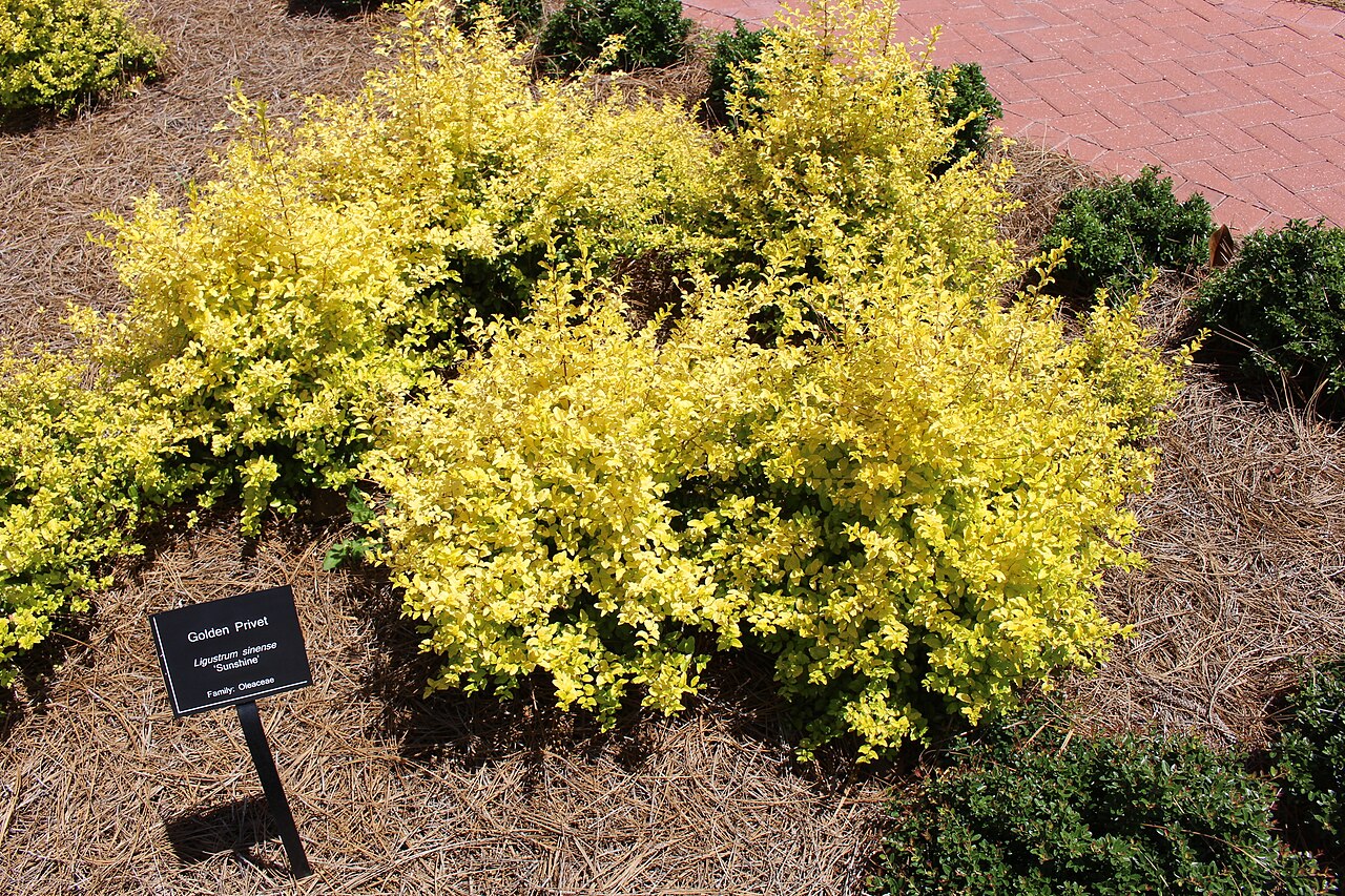 Sunshine Ligustrum (Ligustrum sinense 'Sunshine')