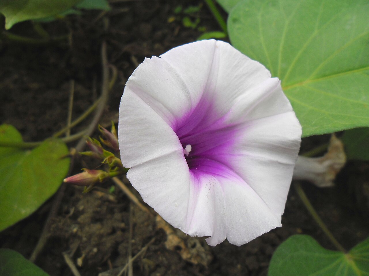 Sweet Potato Vine (Ipomoea batatas)