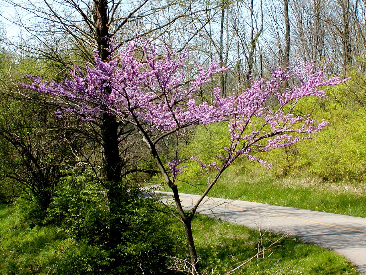 Texas Redbud (Cercis canadensis var. texensis)