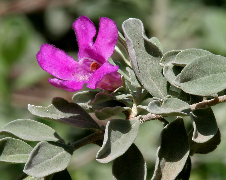 Texas Sage (Cenizo) (Leucophyllum frutescens)