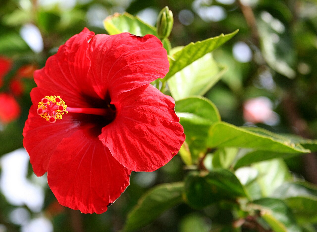 Tropical Hibiscus (Hibiscus rosa-sinensis)