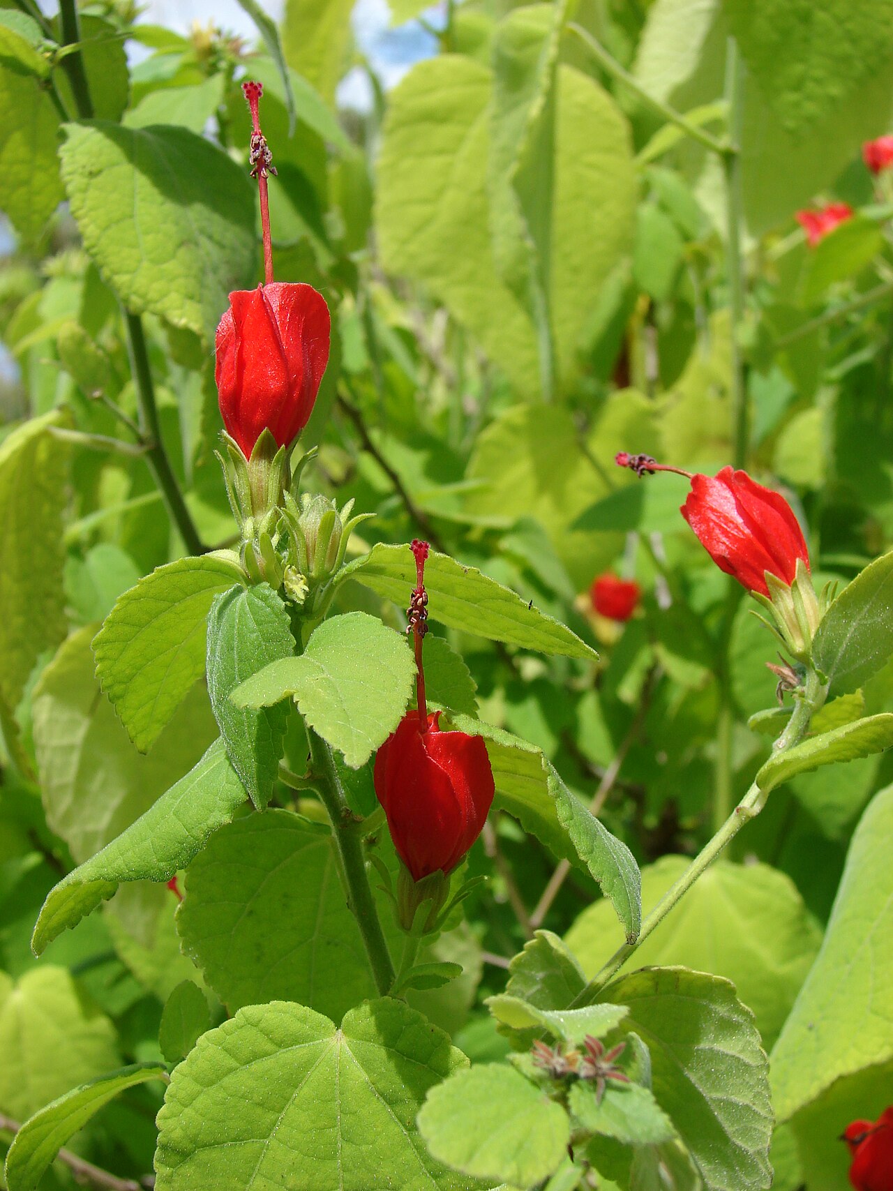 Turk's Cap (Malvaviscus arboreus var. drummondii)