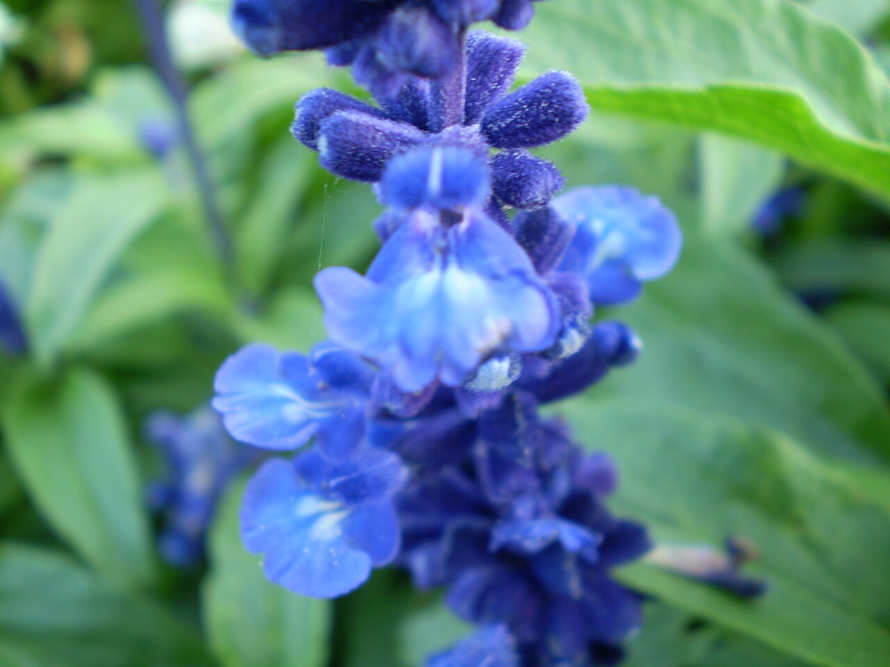 Victoria Blue Salvia (Salvia farinacea 'Victoria Blue')