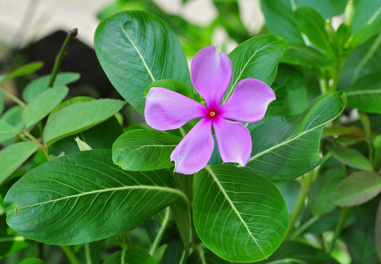 Vinca (Periwinkle) (Catharanthus roseus)